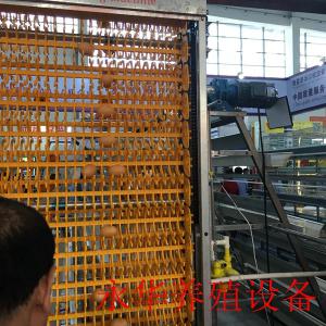 自动化集蛋系统